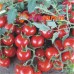Beşdeli chery domates tohumu 5 gr